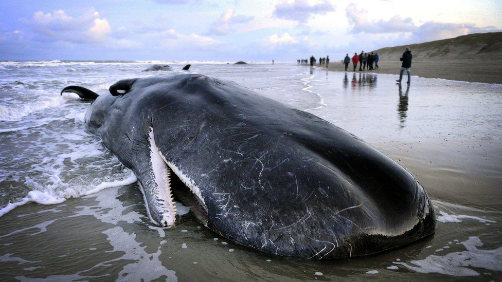 Europe has recently experienced a spate of whale strandings. Why do these  magnificent animals so frequently beach themselves? – Environmental  Protection Organization